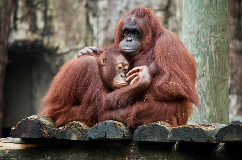Orangutang. Foto: Dan Dennis, Unsplash