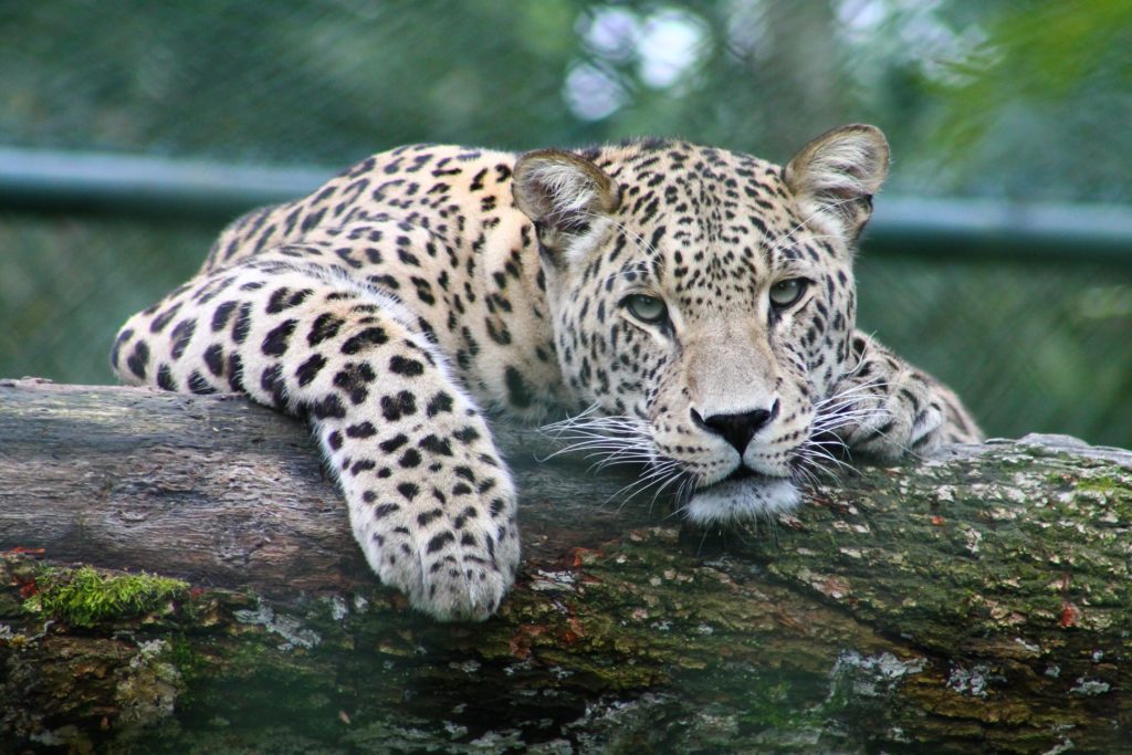 Amur-leoparden. Foto: Gwen Weustink, Unsplash