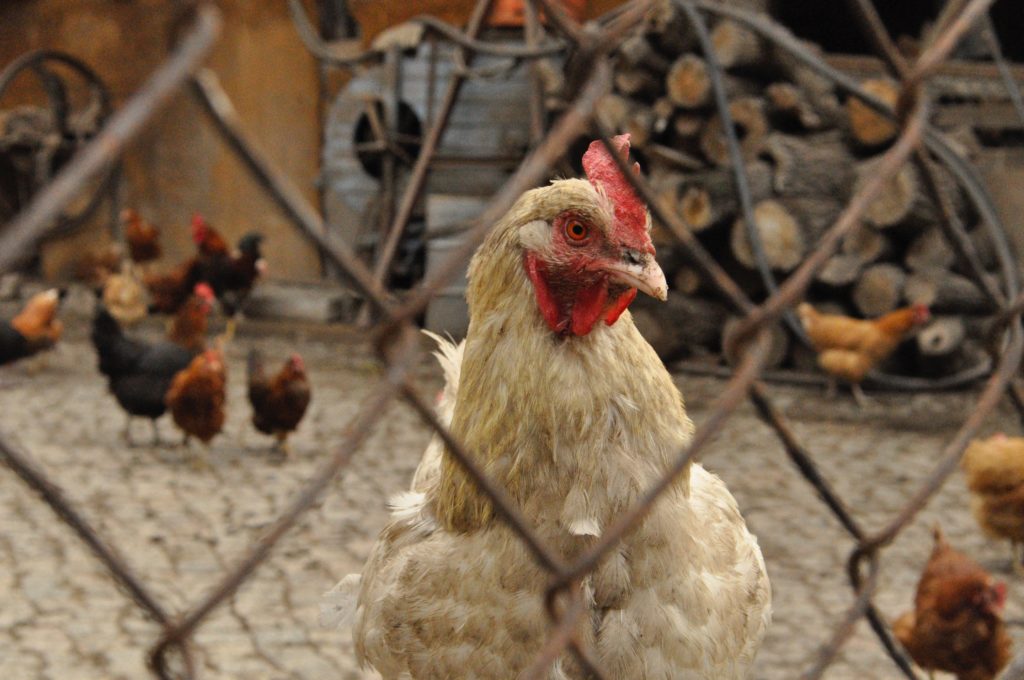 Ukas sløsesjokk: 3 millioner høner blir gasset i hjel hvert år 